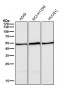 Anti-Angiopoietin 2 Rabbit Monoclonal Antibody